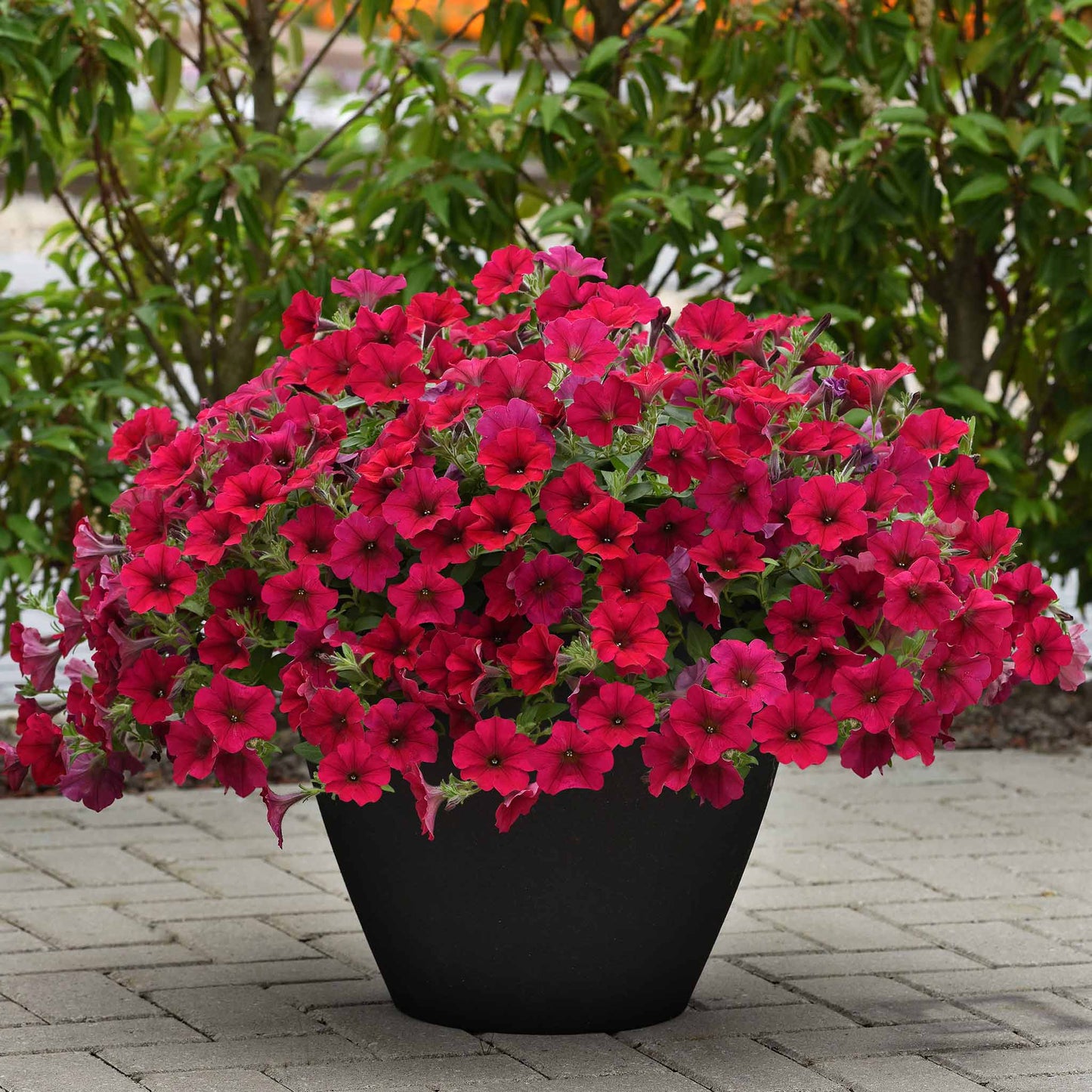 Petunia wave carmine velour bright red-pink blooms massed in a dark pot on a patio.