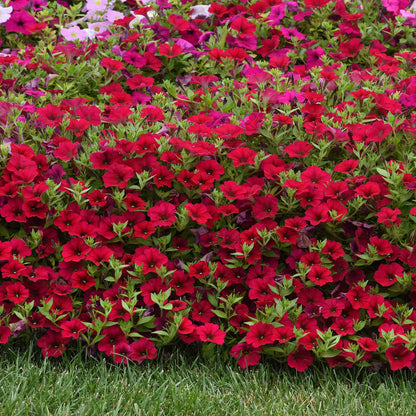 Petunia wave carmine velour deep red bloom with a yellow center on a green backdrop.
