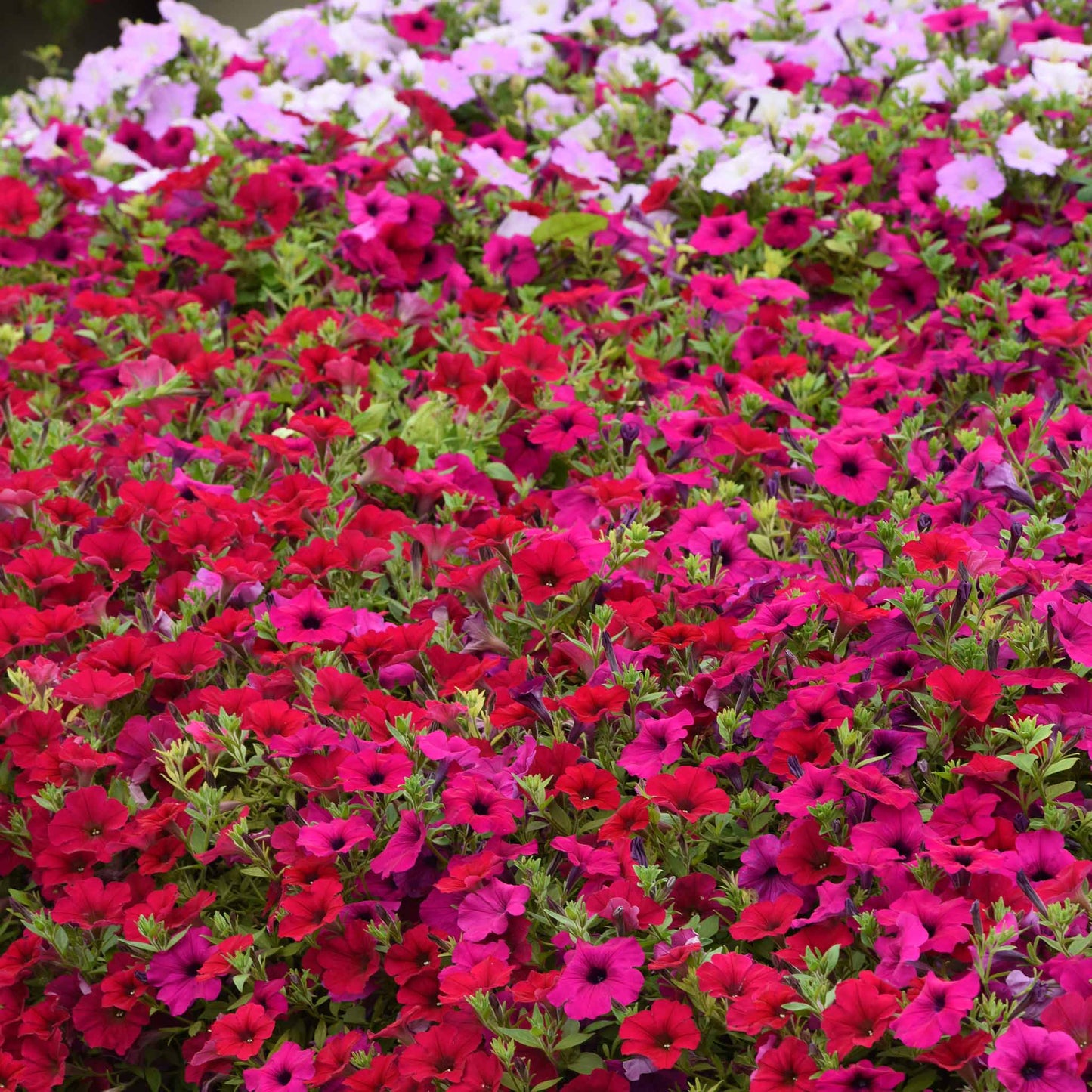 Petunia wave carmine velour bright red-pink blooms filling a sunny garden border.