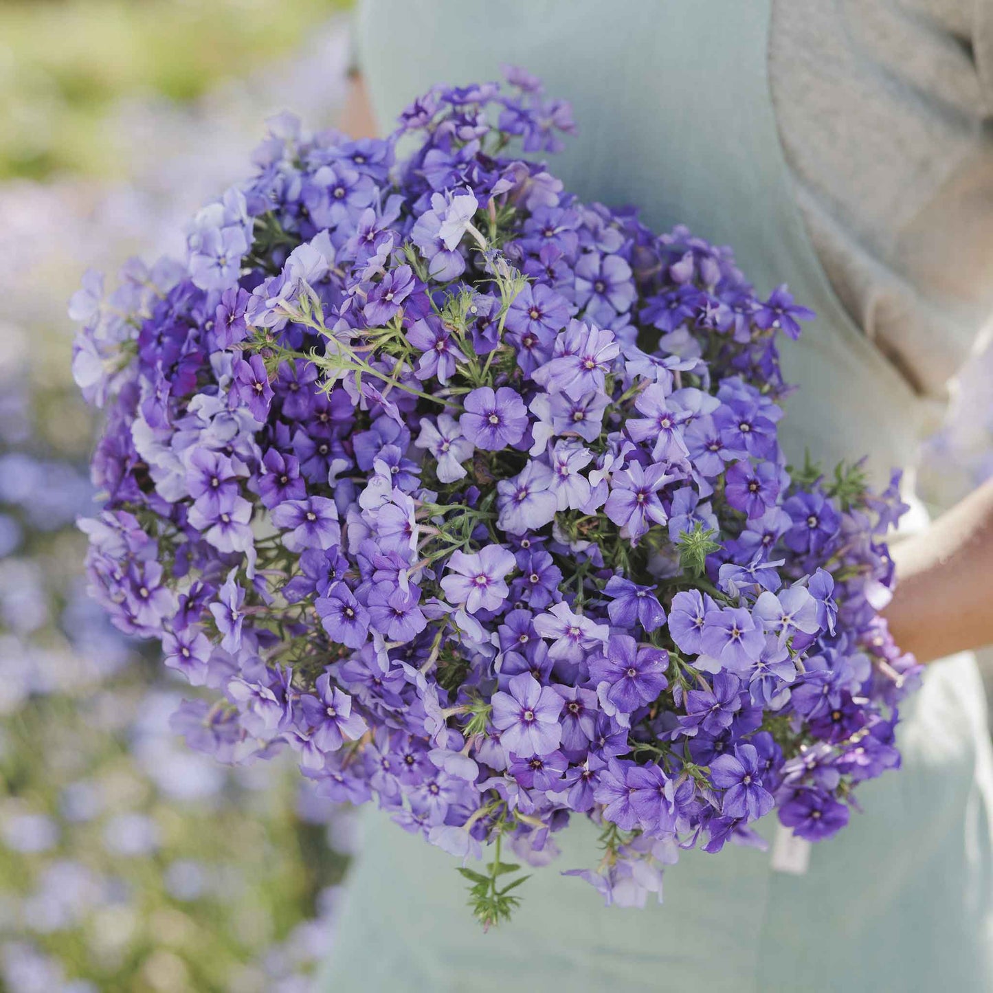 Phlox beauty blue blooms with yellow centers and green leaves in a garden.