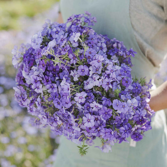 Phlox beauty blue blooms with yellow centers and green leaves in a garden.