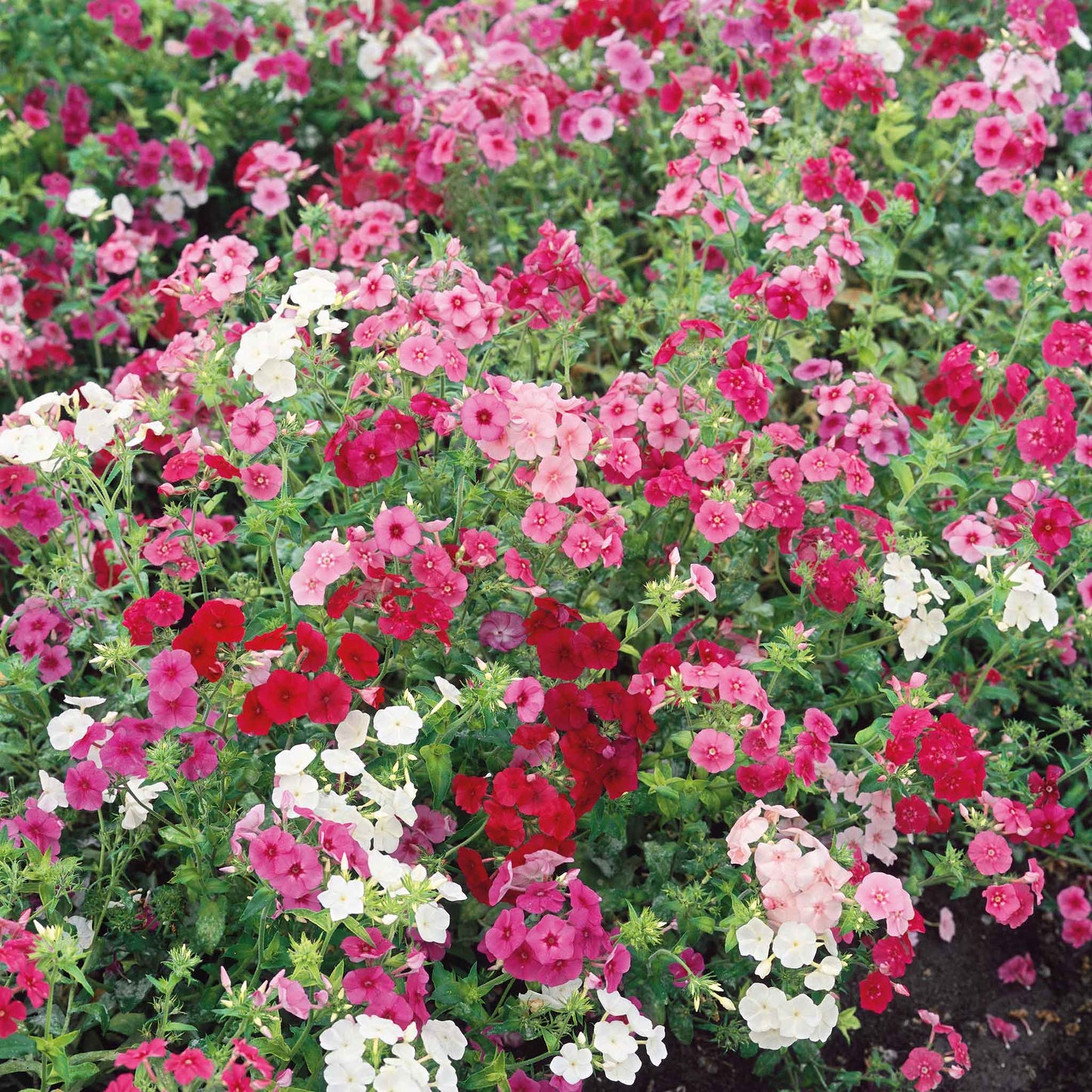 Dwarf mixed annual phlox flowers in vibrant shades of pink, and white, blooming in a garden bed.