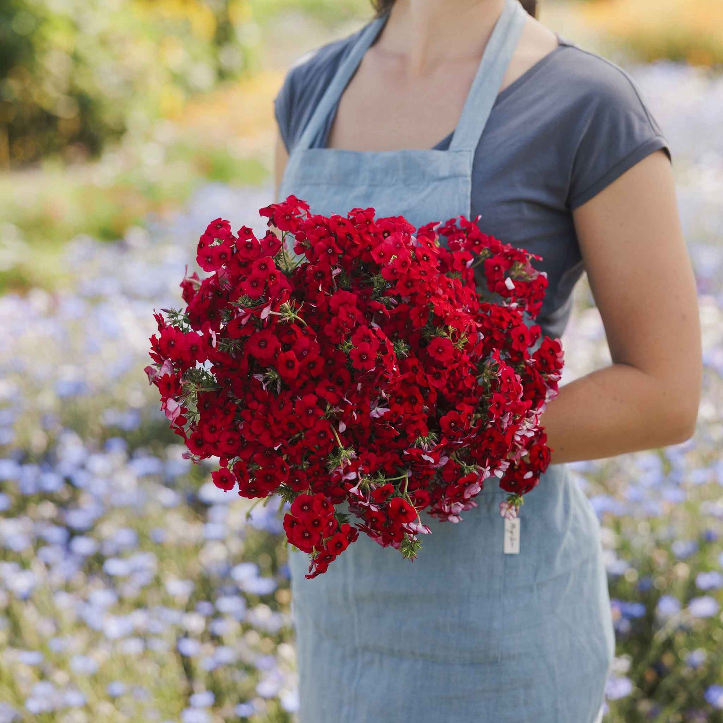 Phlox red bright red blooms held in a bouquet against a blurred green backdrop.