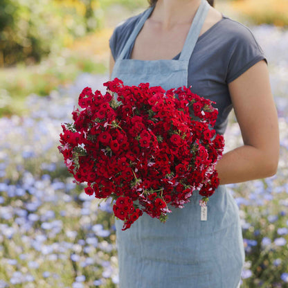 Phlox red bright red blooms held in a bouquet against a blurred green backdrop.