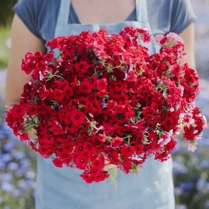 Phlox red vibrant red blooms held in a bouquet against a blurred green backdrop.