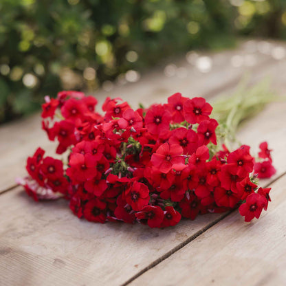 Phlox red bright red blooms held in a hand against a blurred backdrop.