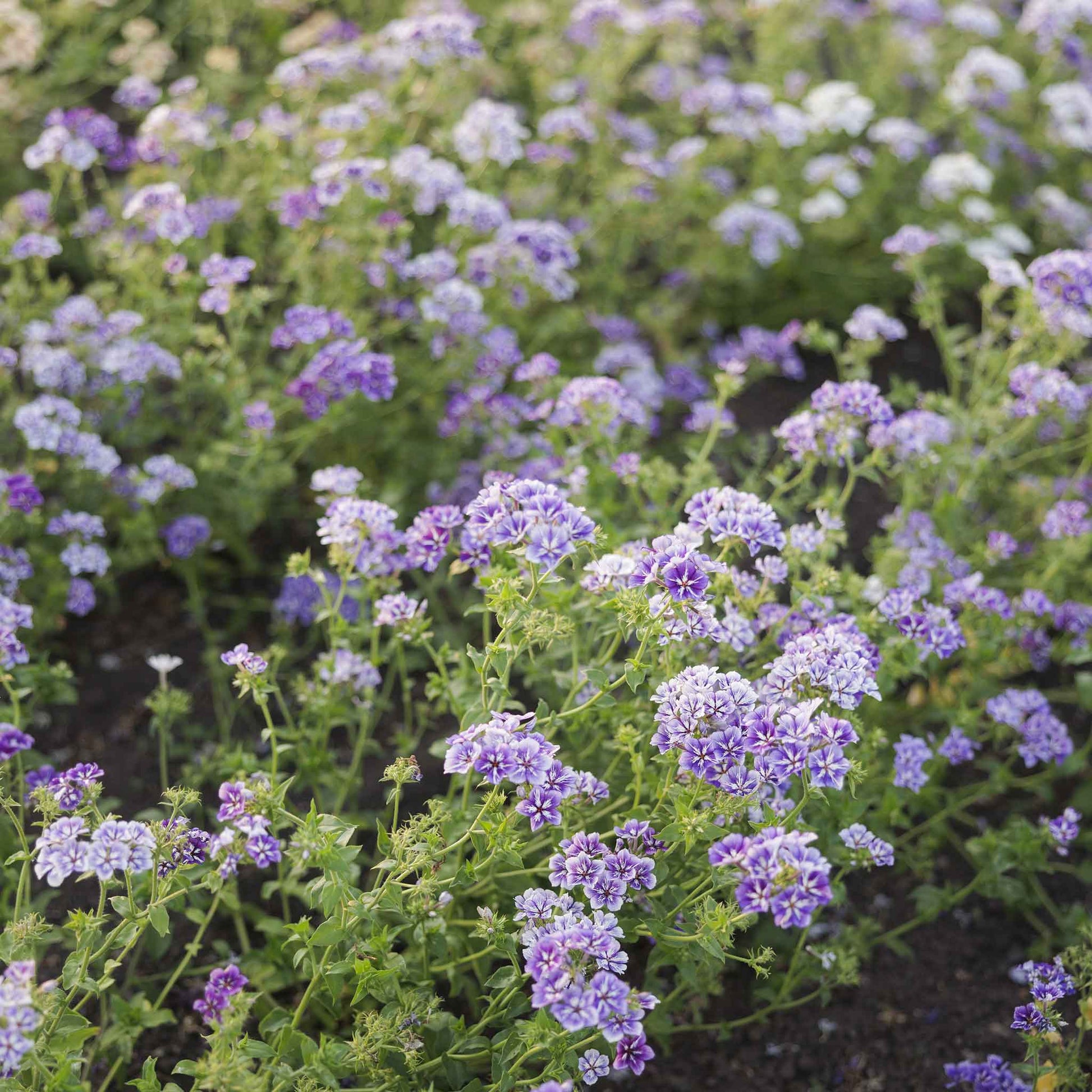Phlox sugar star pink, white and light purple blooms in a sunny garden setting.