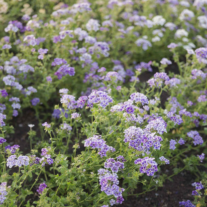 Phlox sugar star pink, white and light purple blooms in a sunny garden setting.