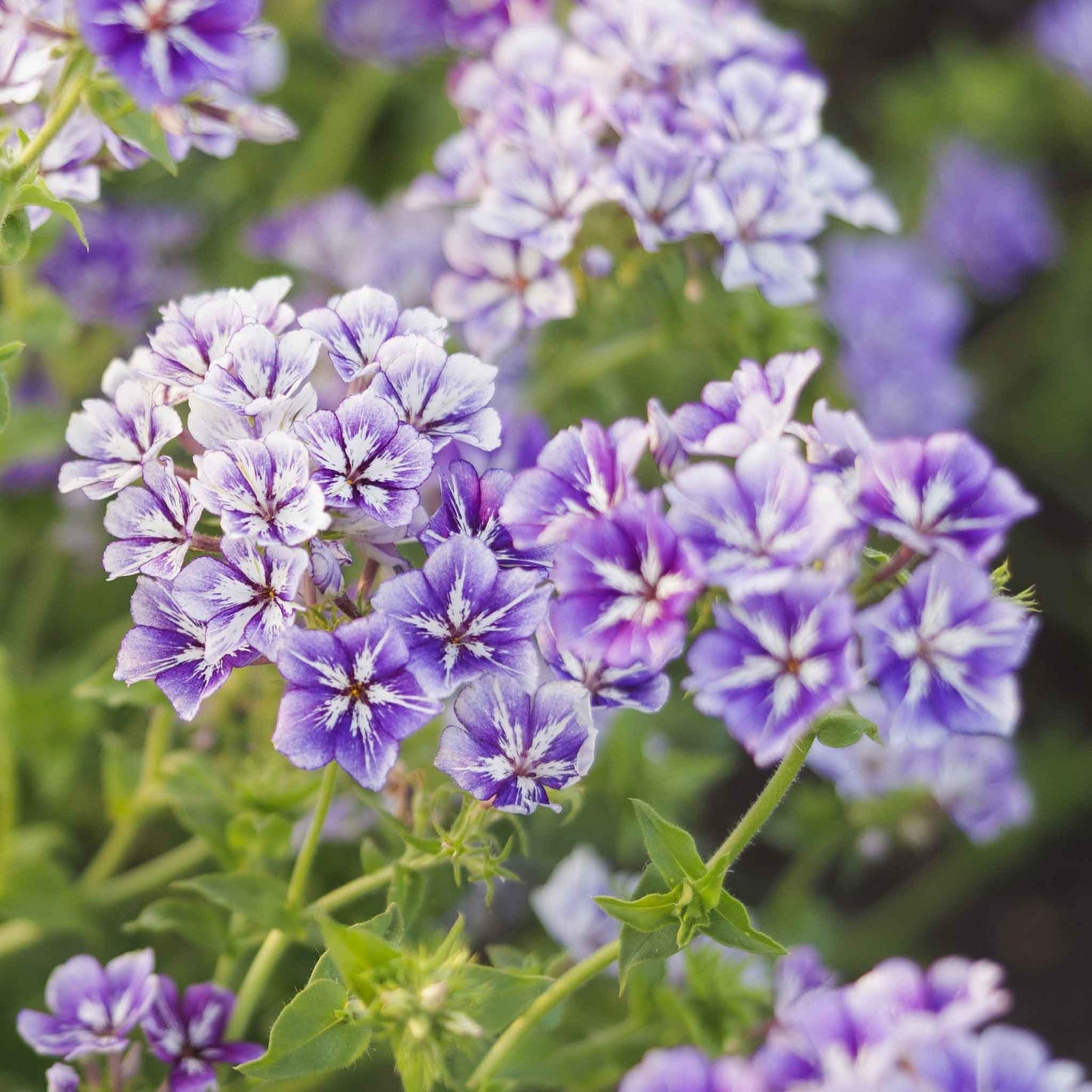 Phlox sugar star bright pink and white striped blooms with green leaves.