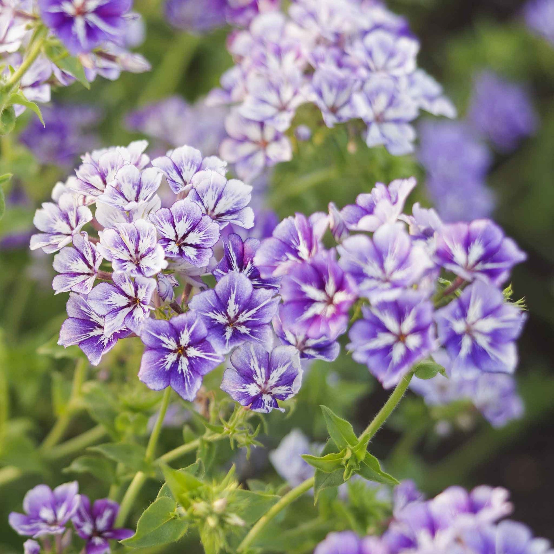 Phlox sugar star bright pink and white striped blooms with green leaves.