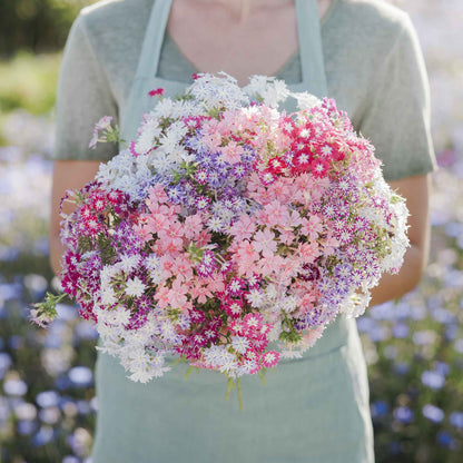 Phlox twinkle mix star-shaped mixed color blooms held in a bouquet against a plain backdrop.