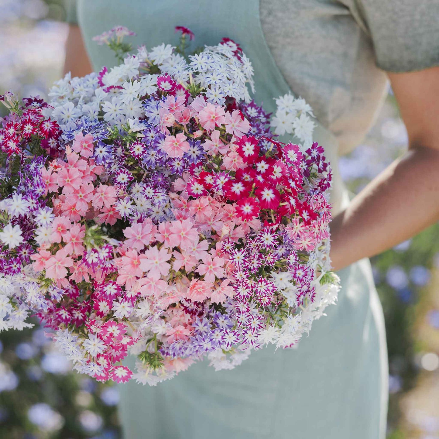 Phlox twinkle mix pink, purple and white star-shaped blooms held in a bouquet outdoors.