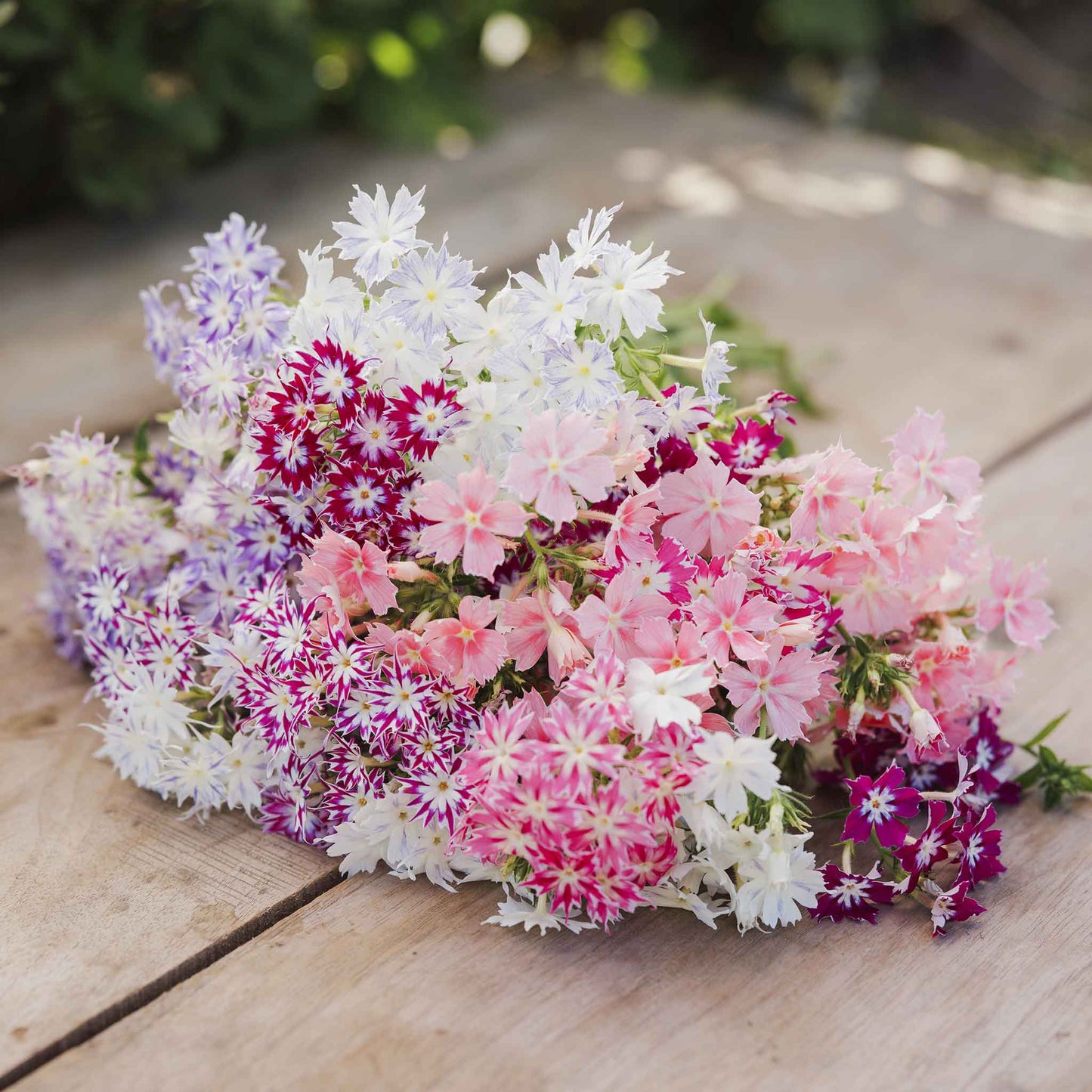 Phlox twinkle mix pastel star-shaped blooms in various colors on a wooden surface.
