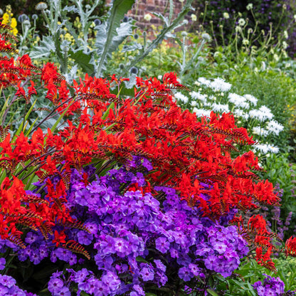 Phlox beauty blue mixed blue, red and purple blooms in a colorful garden border.