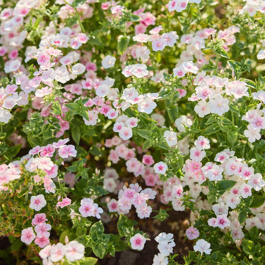 Phlox blushing bride white and pink blooms with delicate petals in a green garden.