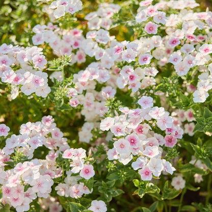 Phlox blushing bride white and pink blooms densely packed on tall green stems.