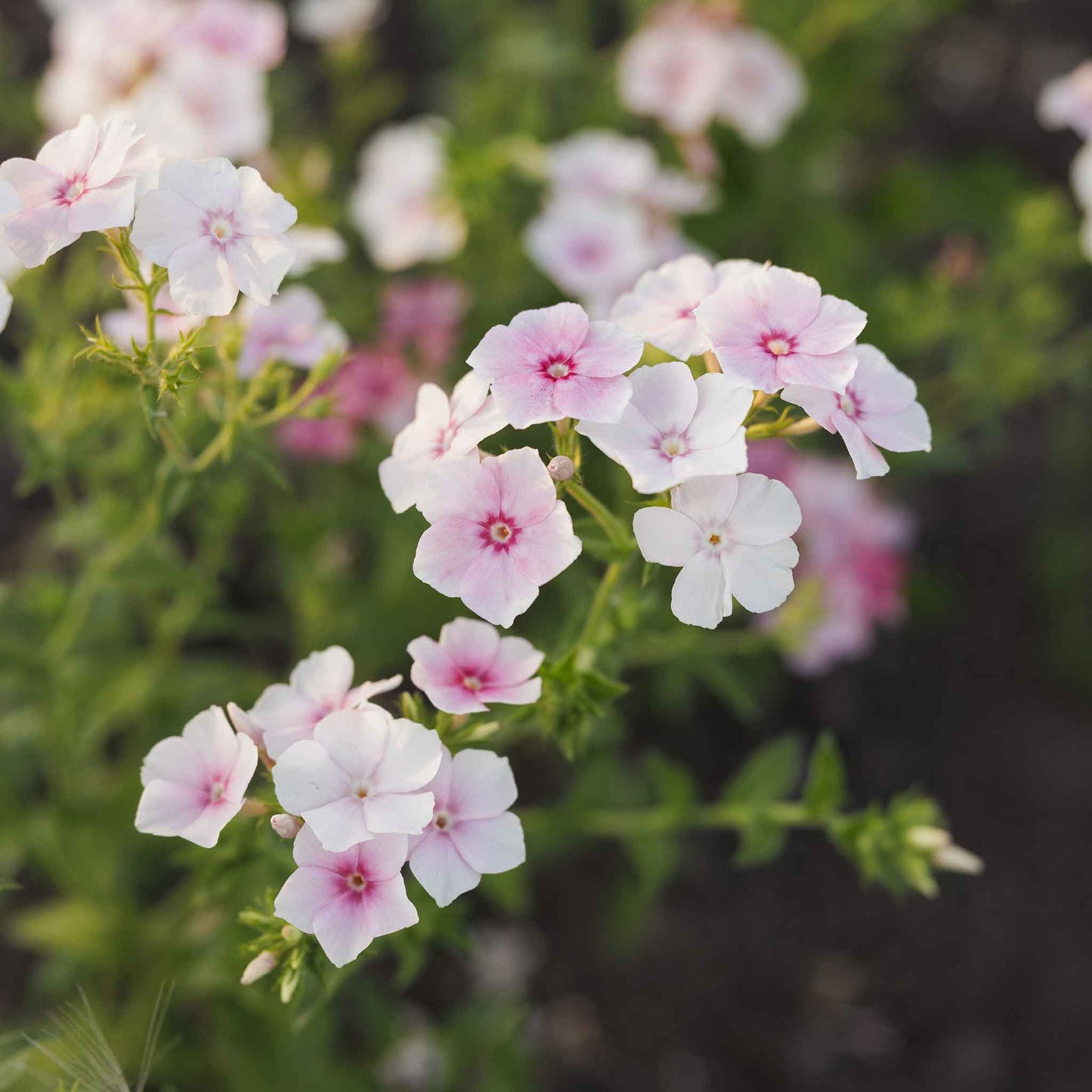 Phlox blushing bride soft pink and white blooms in various stages on a blurred backdrop.