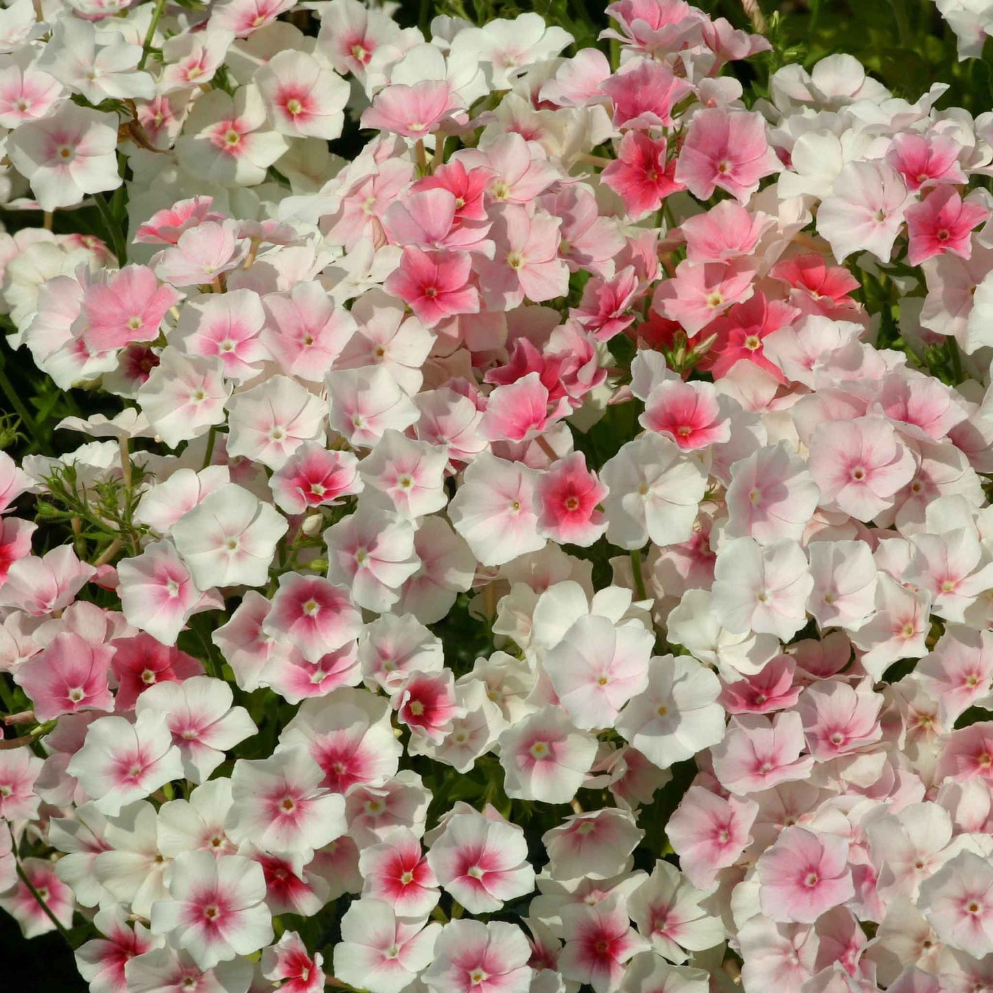 Close-up of clusters of delicate white and blush pink blushing bride Annual Phlox flowers with dark centers.