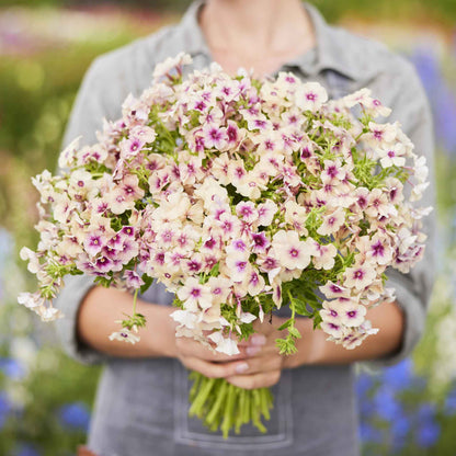Phlox cherry caramel two-toned red and tan blooms held in a bouquet against a plain backdrop.