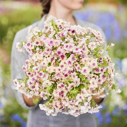 Phlox cherry caramel soft pink five-petalled blooms held in a bouquet outdoors.