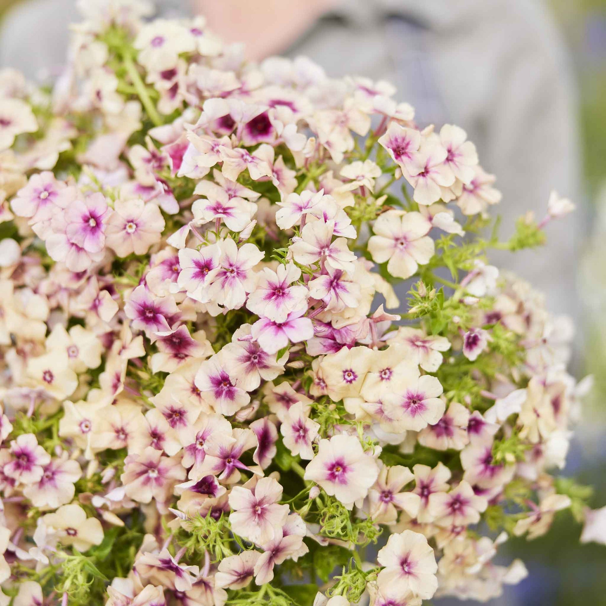Phlox cherry caramel vibrant pink five-petalled blooms on tall stems in a garden.