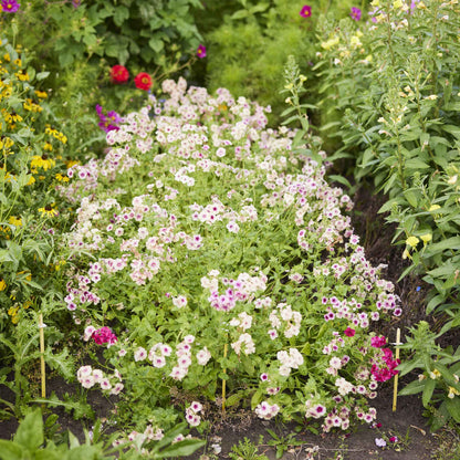 Phlox cherry caramel pink and white blooms in various stages of opening in a garden.