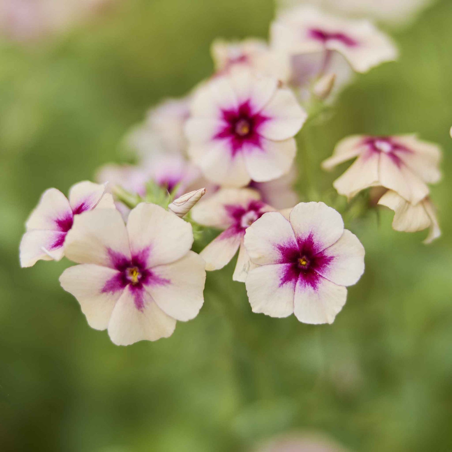 Phlox cherry caramel pink and white bloom with a yellow center among green foliage.