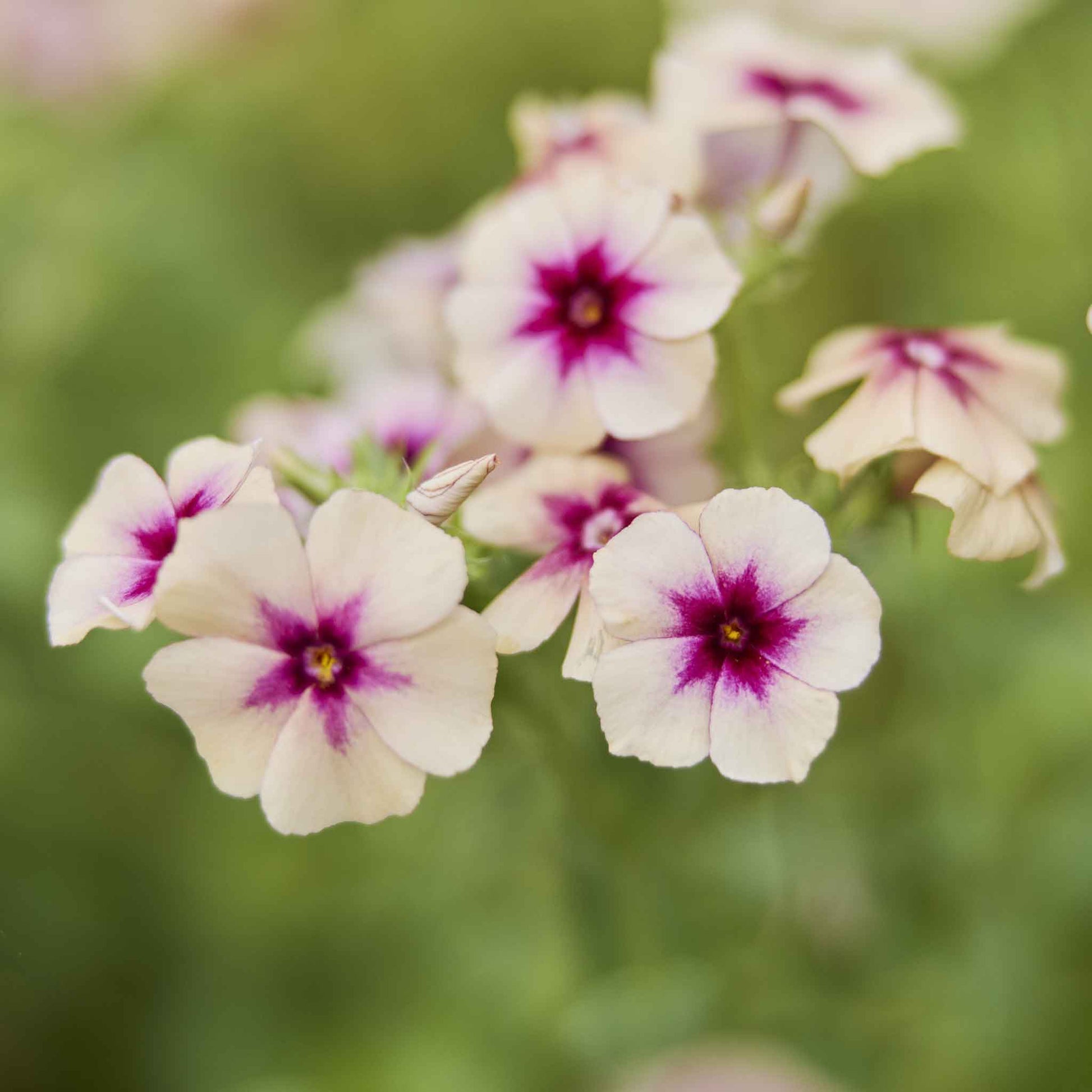 Phlox cherry caramel pink and white bloom with a yellow center among green foliage.