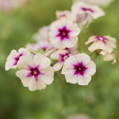 Phlox cherry caramel pink and white bloom with a yellow center among green foliage.