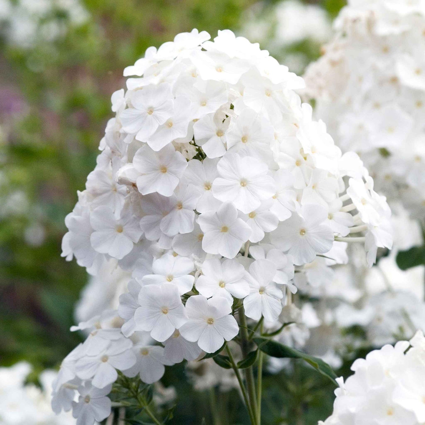 White phlox david blooms in a large cluster with green leaves in a garden.
