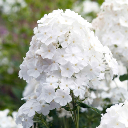 White phlox david blooms in a large cluster with green leaves in a garden.