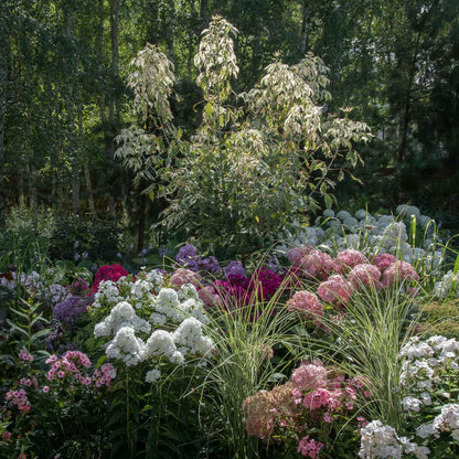 Pink phlox david cluster with green foliage and white flowers in the background.