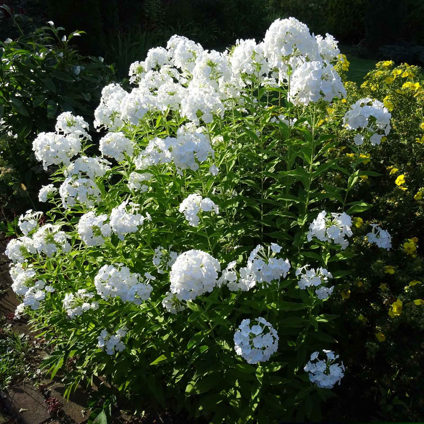 Single pink phlox david flower with a darker pink center against a blurred green background.