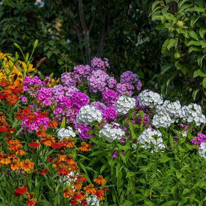 Phlox garden mix mixed pink, purple, red and white blooms in a sunny garden.