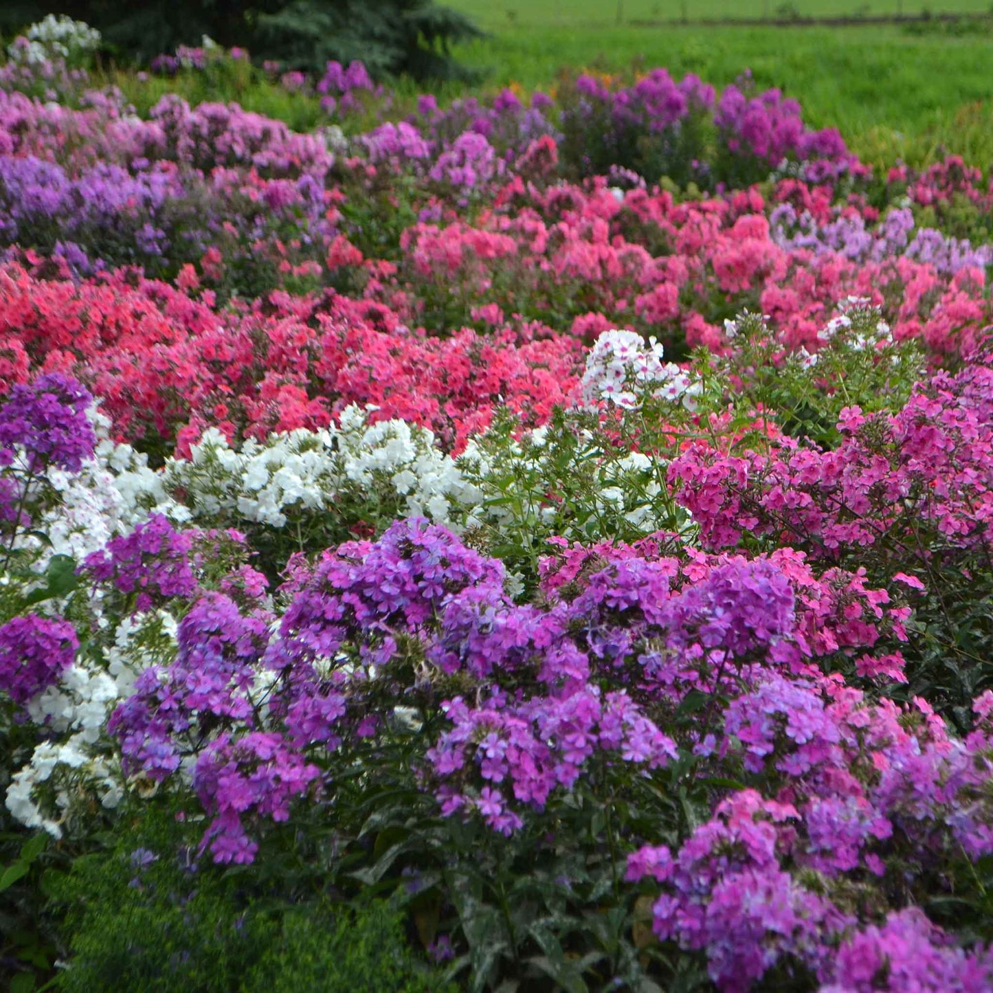 Phlox garden mix vibrant purple bloom with a green stem on a blurred backdrop.