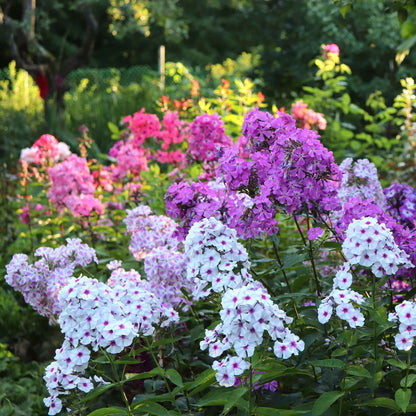 Phlox garden mix mixed pink, purple and white blooms massed in a sunny garden.