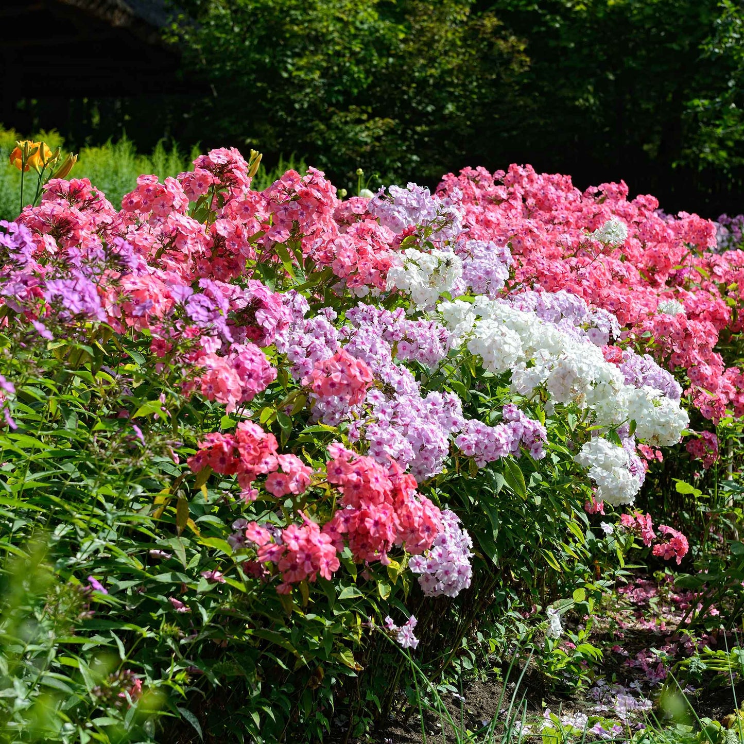 Phlox garden mix vibrant mixed color blooms in a dense sunny garden border.