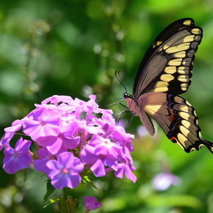 Phlox garden mix pink, purple and white blooms with a butterfly visitor in a garden.