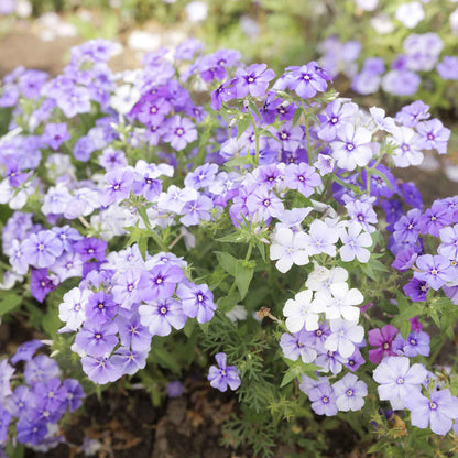 Phlox moody blues blue-purple blooms with white centers on a tall green stem.