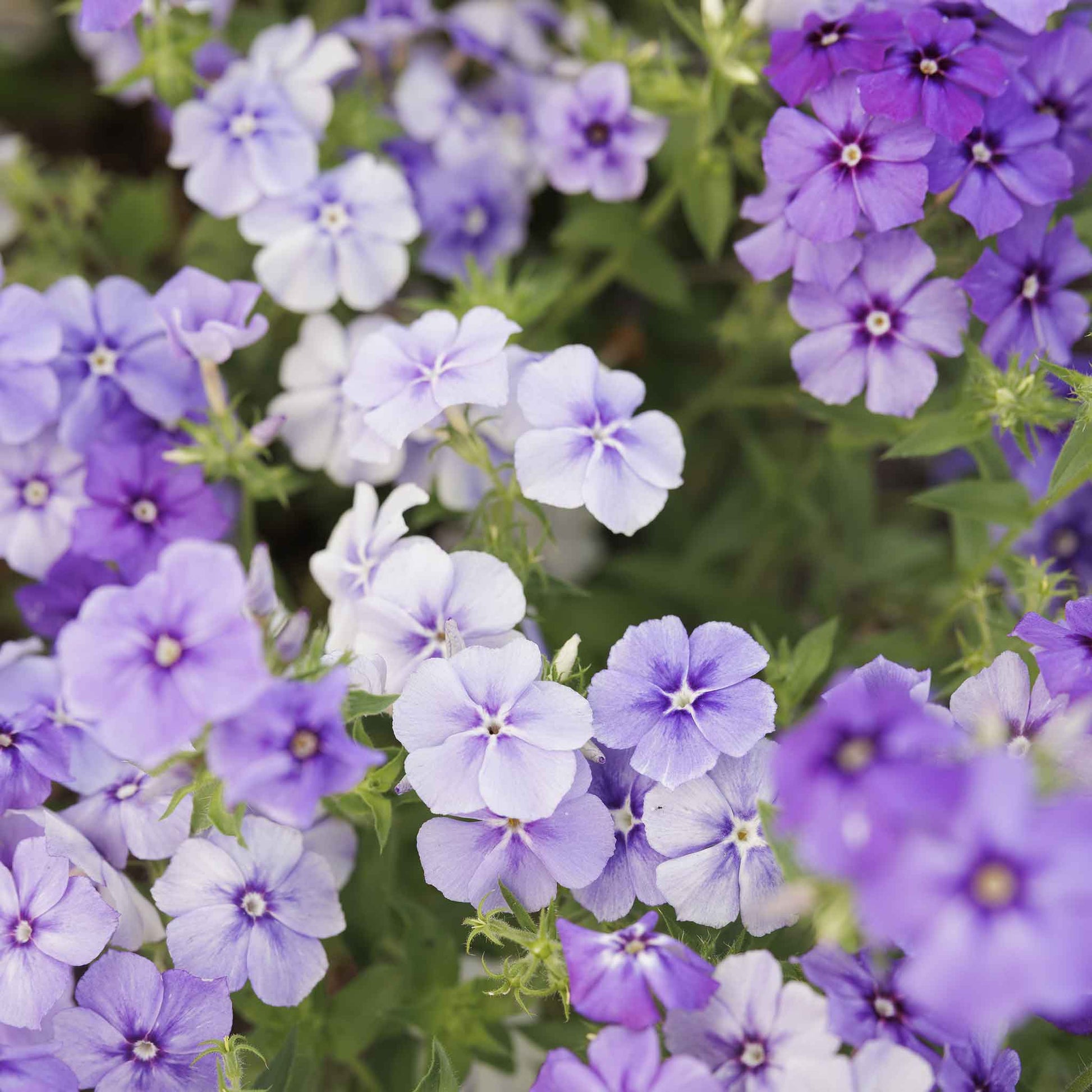 Phlox moody blues purple blooms with darker centers among green leaves.