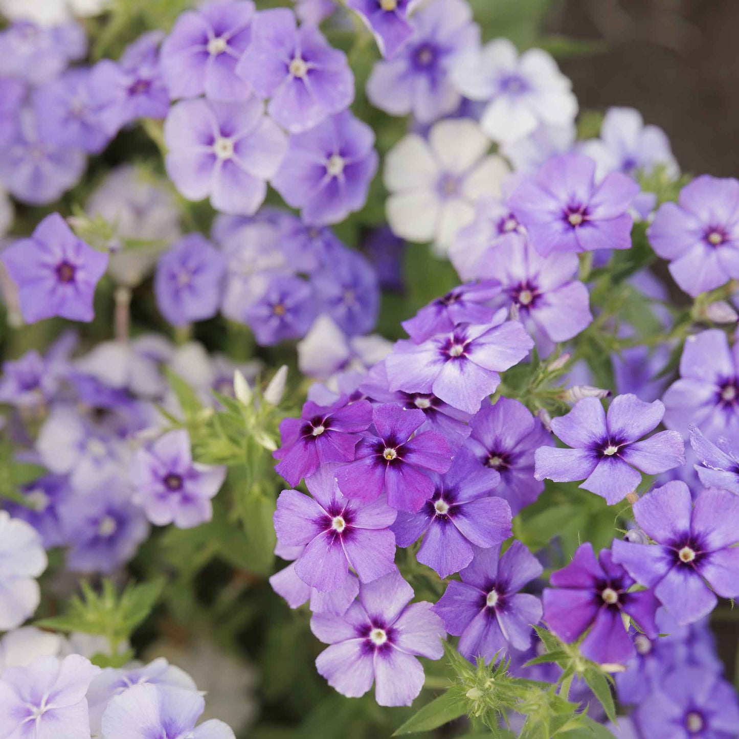 Phlox moody blues deep blue and purple blooms on tall stems in a garden.