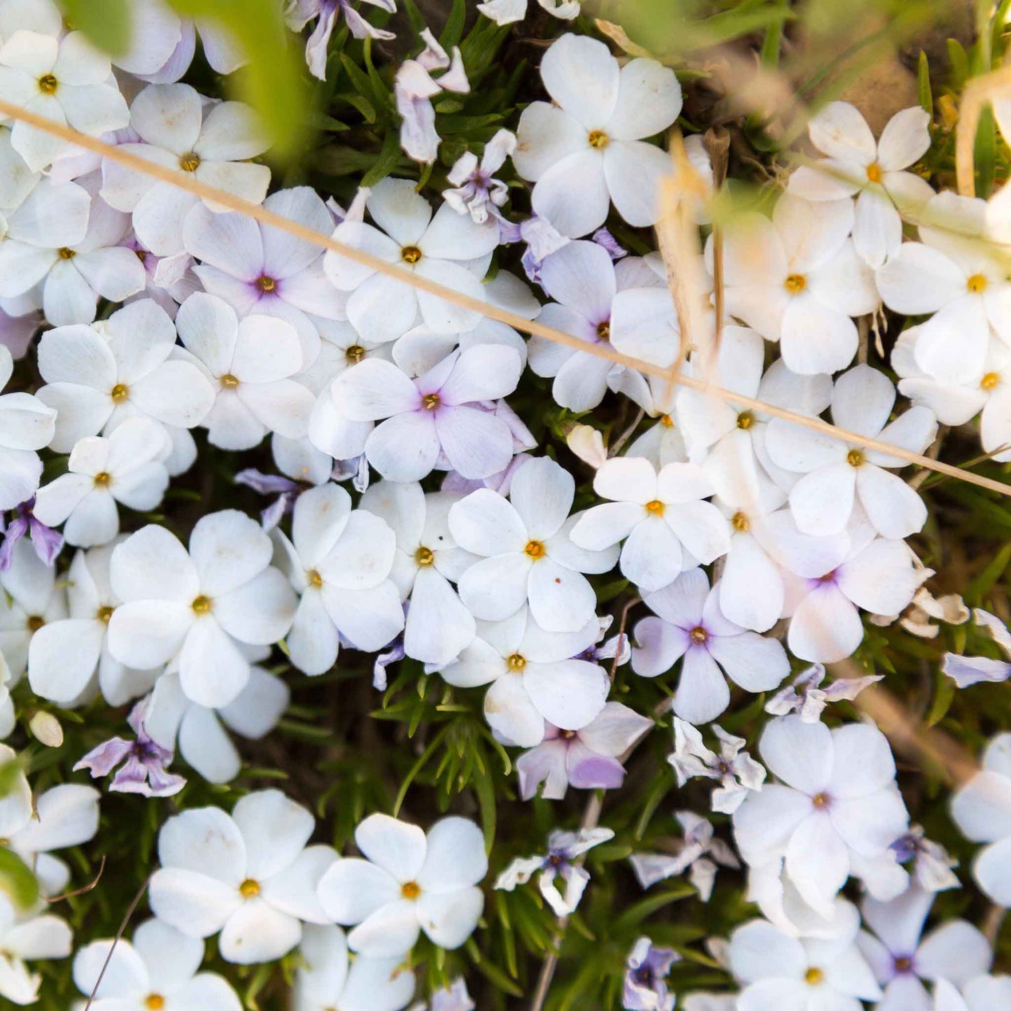 Phlox mountain phlox light pink blooms with darker centers on tall stems in a garden.