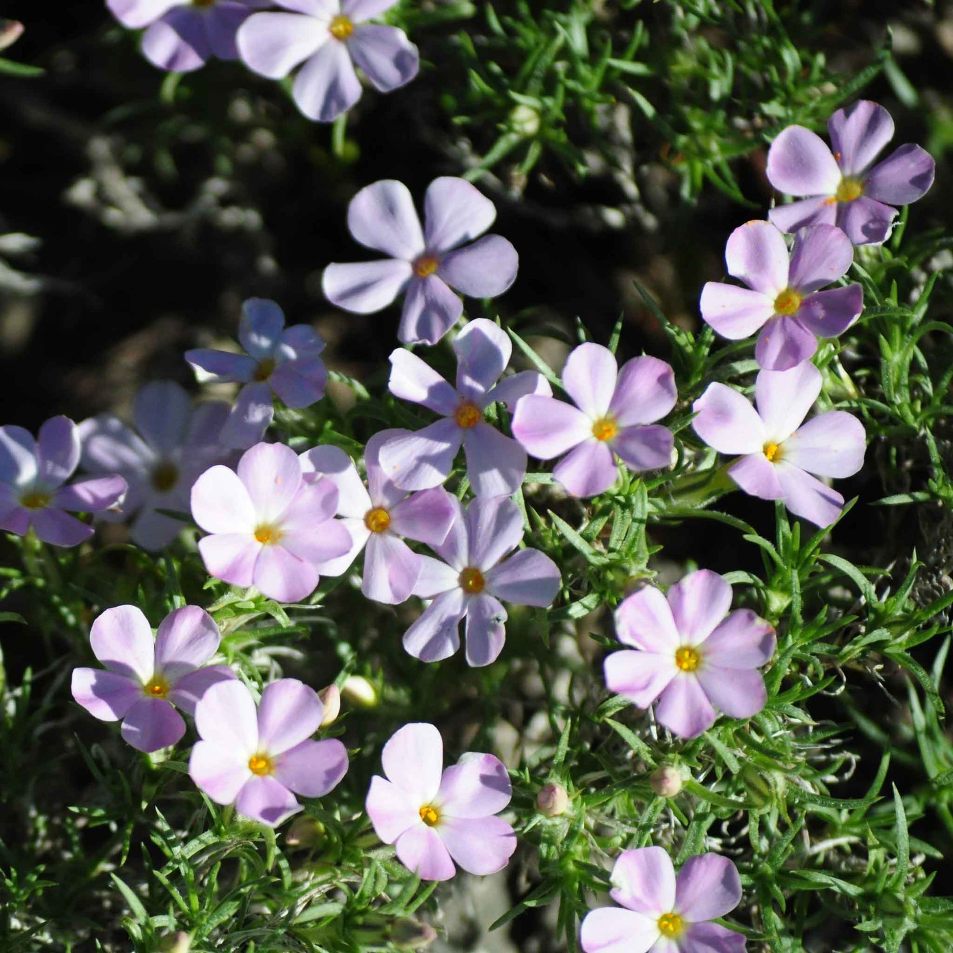Phlox mountain phlox small white blooms with yellow centers among green foliage.