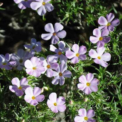 Phlox mountain phlox small white blooms with yellow centers among green foliage.