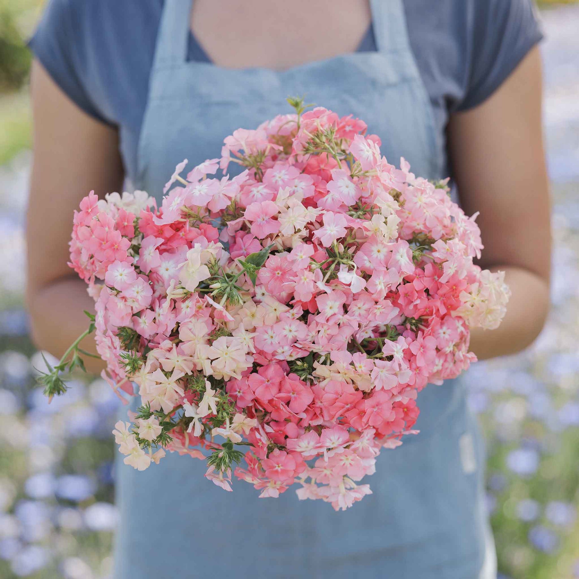Phlox of sheep soft pink blooms held in a bouquet with a green pasture backdrop.