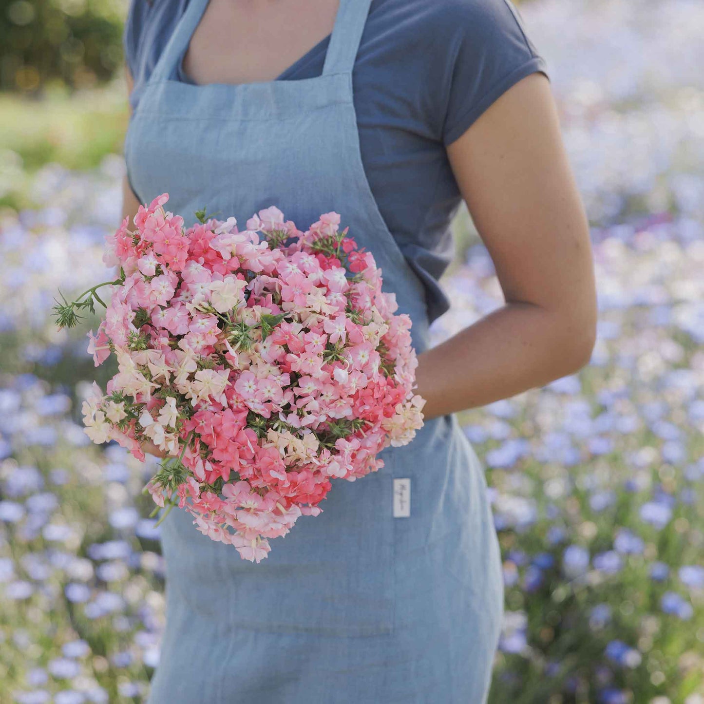 Phlox of sheep vibrant pink blooms with white centers held in a bouquet outdoors.