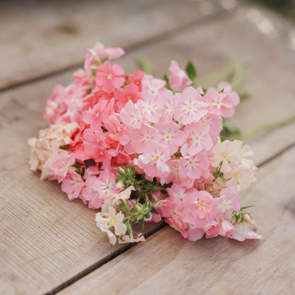 Phlox of sheep small white sheep figurine nestled among soft pink blooms on a plain backdrop.
