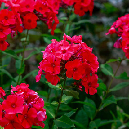 Red annual phlox vivid red blooms with dark centers in a sunny green garden.