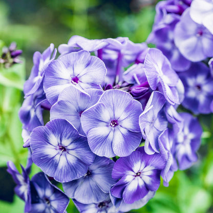 Phlox blue paradise with purple-blue blooms and green leaves in a sunny garden setting.