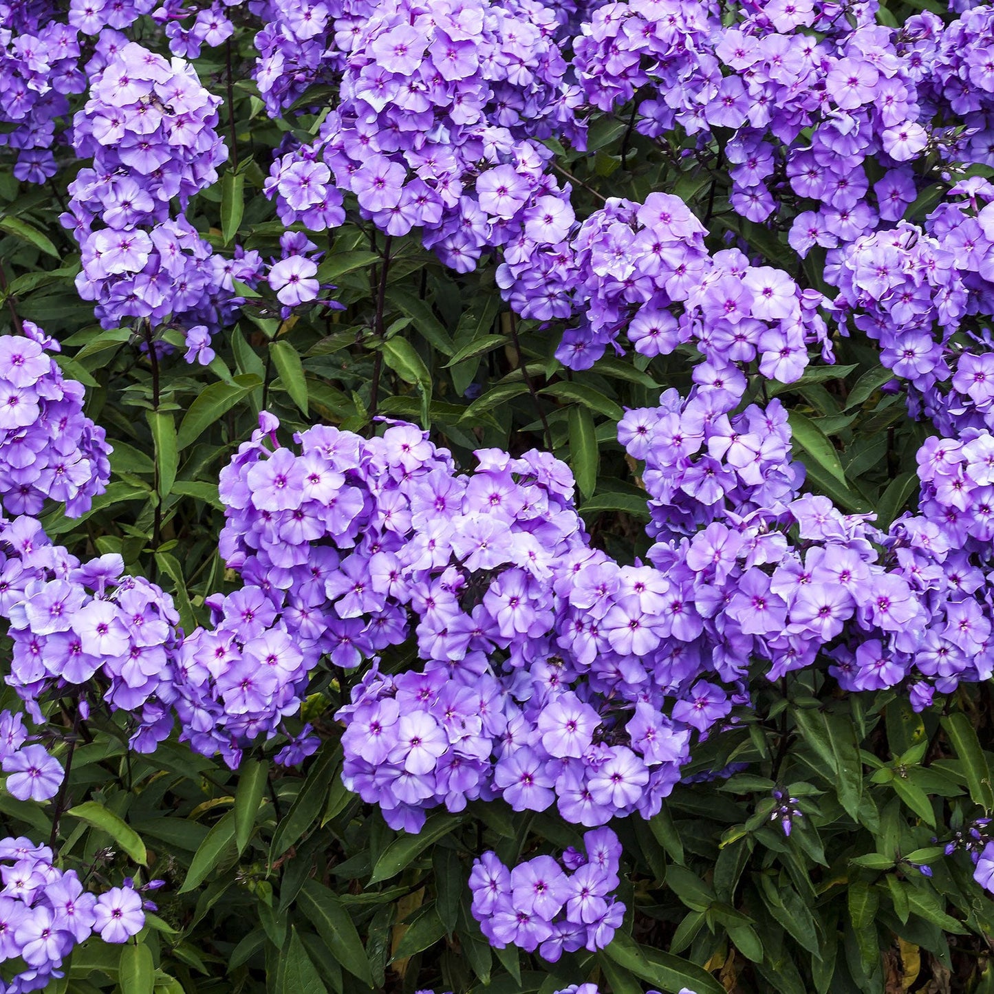 Cluster of phlox blue paradise with purple blooms and lush green foliage in a garden.